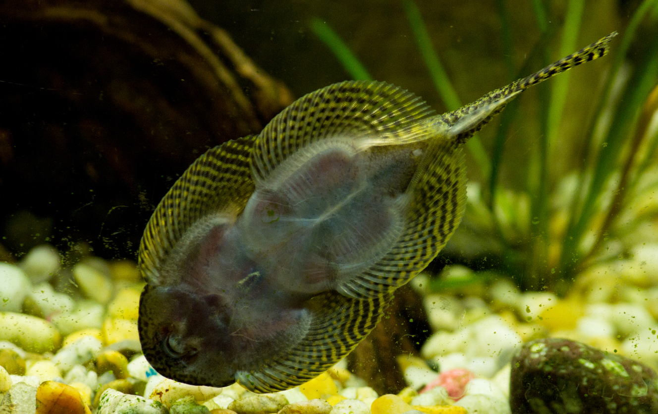 Hillstream loach eating