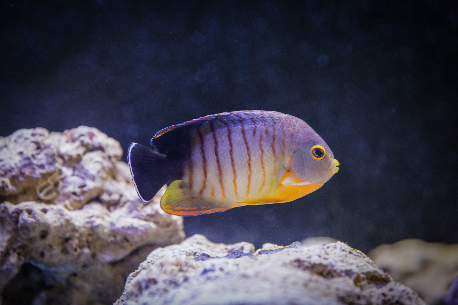 Eibl's Angelfish