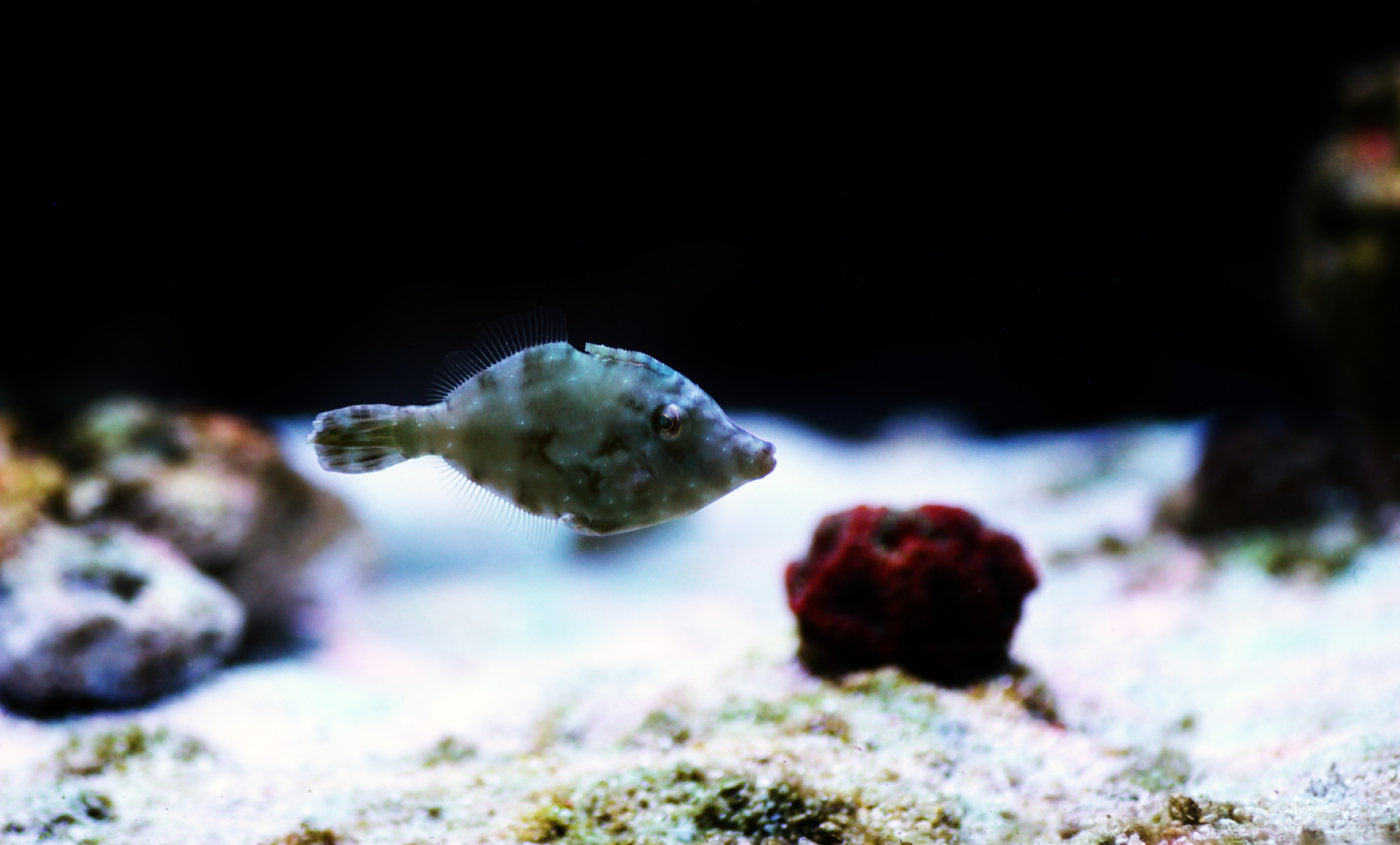 Filefish