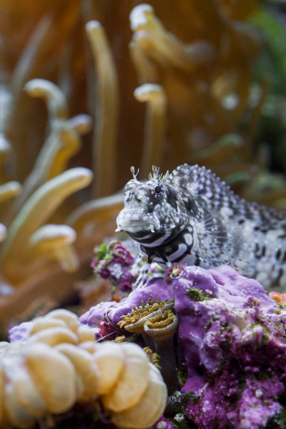 Lawnmower Blenny