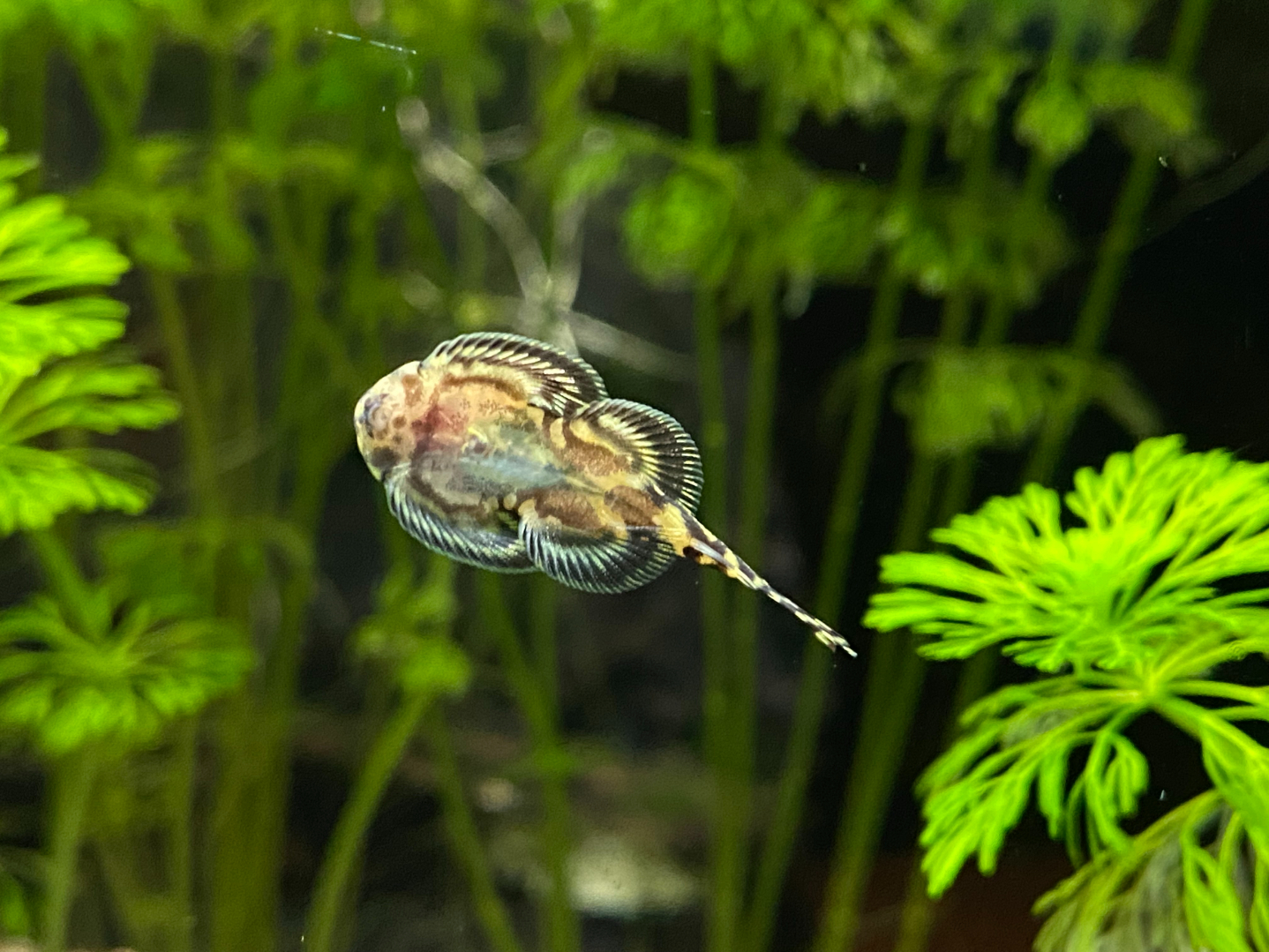 Hillstream Loach On Glass