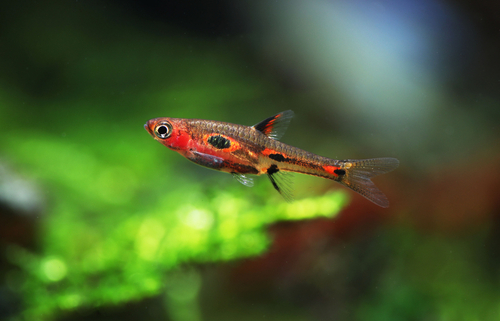 Phoenix Rasbora