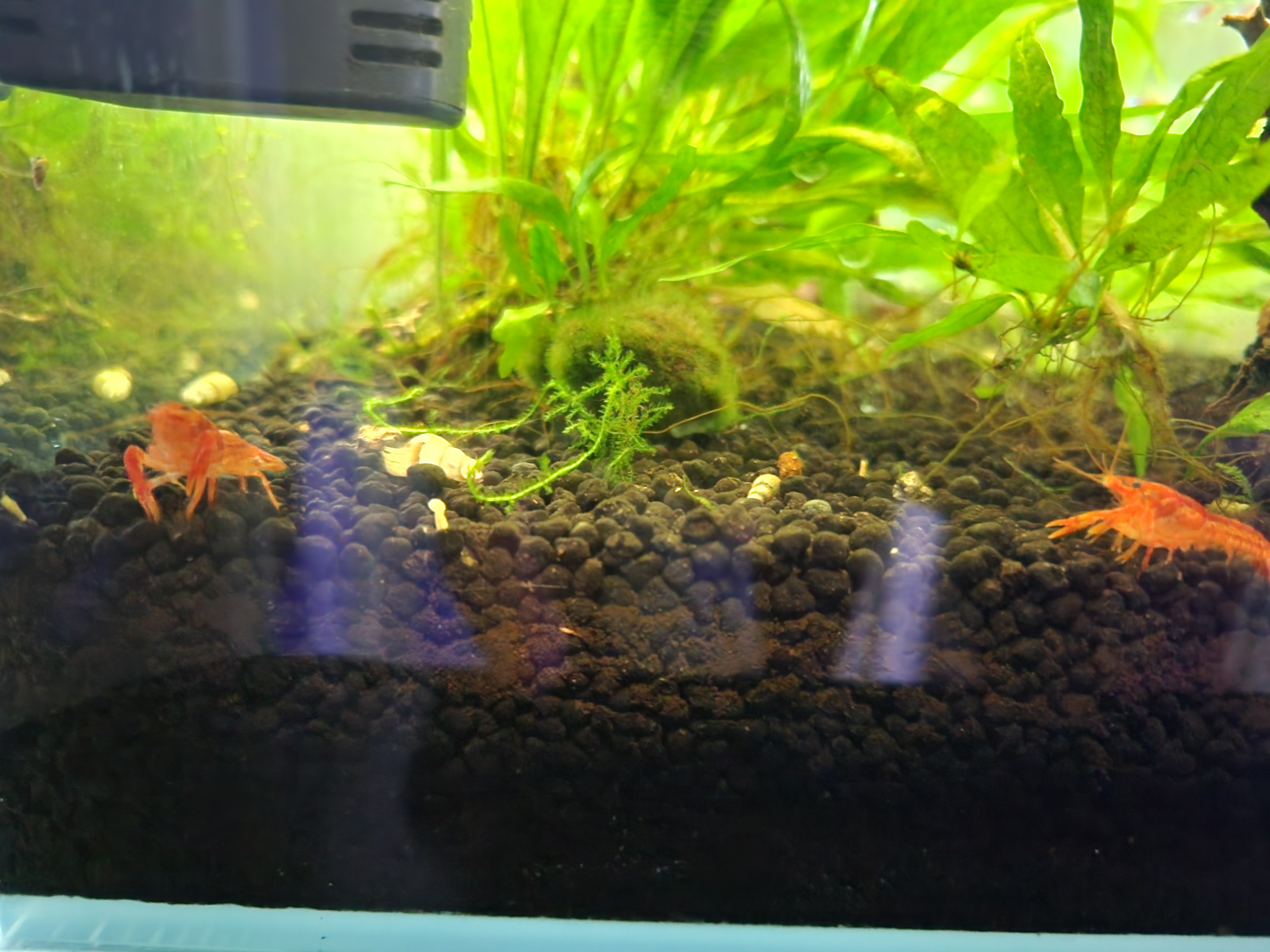 crayfish tank mates