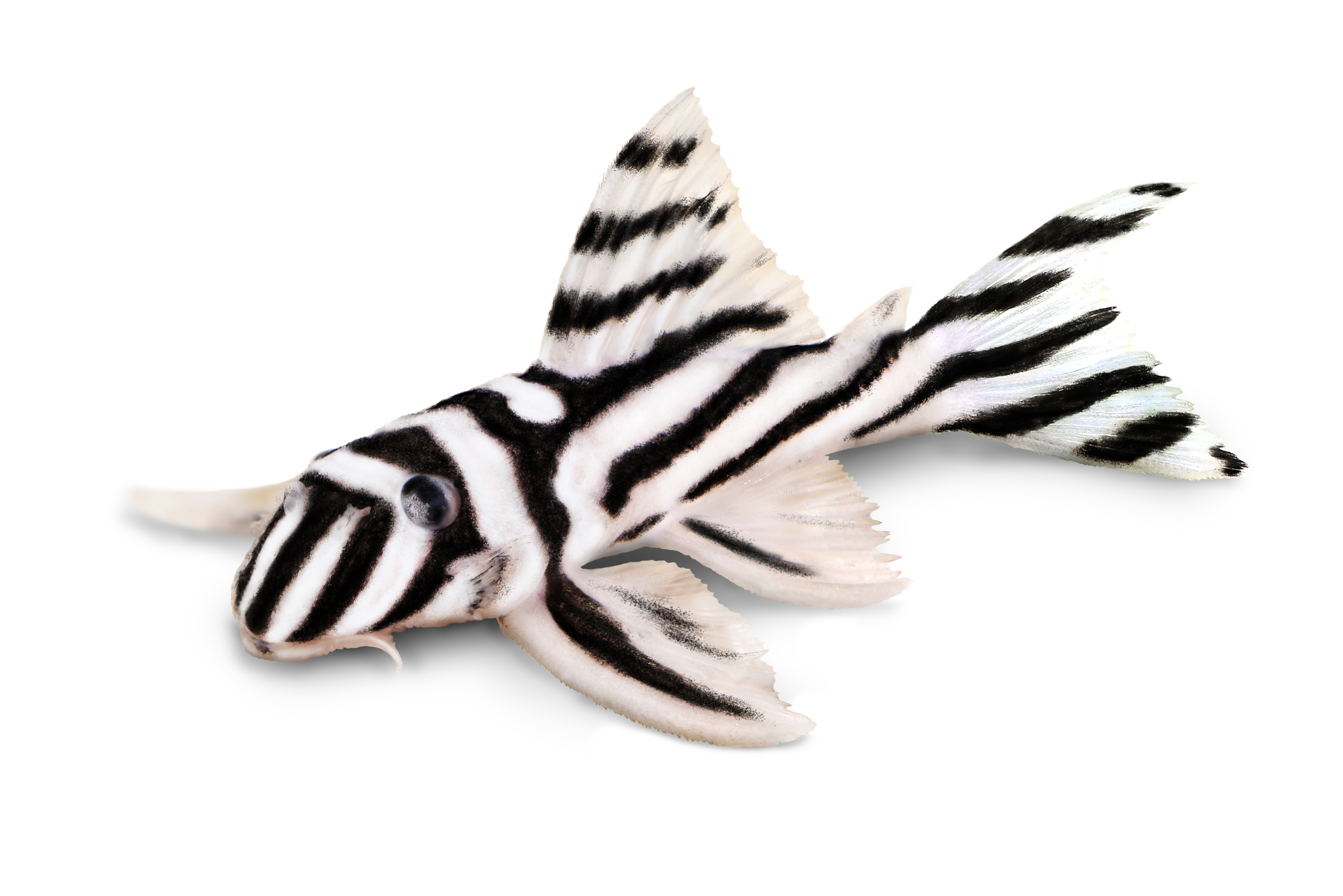 zebra pleco white