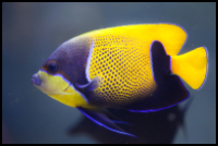 Blue Girdled Angelfish