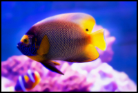 Blueface Angelfish