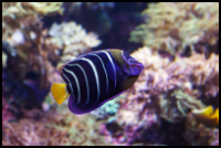 Chrysurus Angelfish