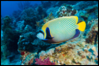 Emperor Angelfish in Ocean