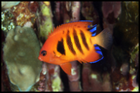 Flame Angelfish