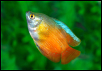 Dwarf Flame Gourami