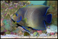 Koran Angelfish