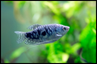 Opaline Gourami Standard