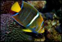 Passer Angelfish