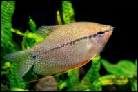 Pearl Gourami