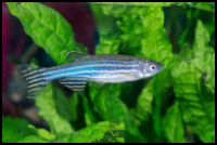 Zebra Danio