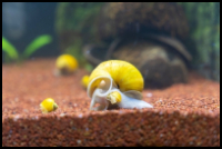 Gold Mystery Snail