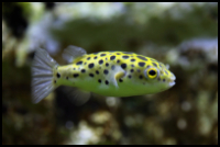 Green Spotted Puffer