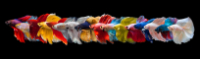 Betta Splendens