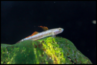 Neon Goby