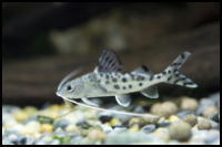 Pictus Catfish