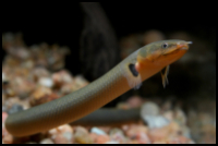 Rope Fish
