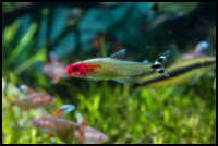 Rummynose Tetra