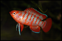 Scarlet Badis