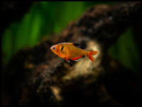 Serpae Tetra
