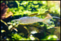 Threadfin Rainbow