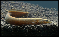 Tire Track Eel