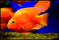 Blood Parrot Cichlid