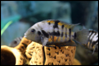 Convict Cichlid Standard