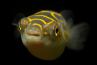 Figure 8 Puffer