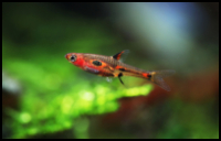 Phoenix Rasbora