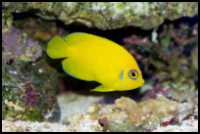 Lemonpeel Angelfish