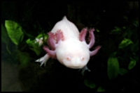 cute axolotl