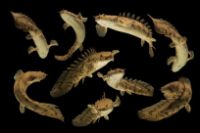 Bichir Polypterus