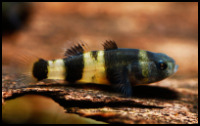 BumbleBee Goby