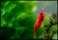 Neocaridina Shrimp