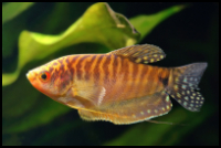 Golden Gourami