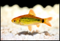 Golden Barb