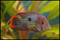 Green Terror Cichlid