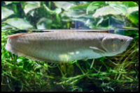 Silver Arowana