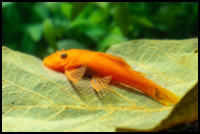 Super Red Bristlenose Pleco