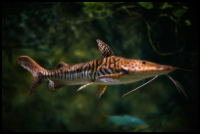 Tiger Shovelnose Catfish