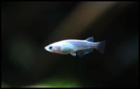 Japanese Ricefish