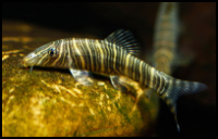 Zebra Loach