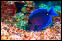 Atlantic Blue Tang