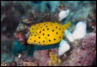 Cubicus Boxfish