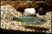 Hillstream Loach